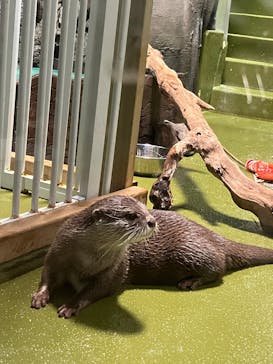 竹島水族館に投稿された画像（2025/5/9）