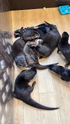 カワウソカフェ®️HARRY浅草店に投稿された画像（2025/5/9）