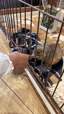 カワウソカフェ®️HARRY浅草店に投稿された画像（2025/5/9）