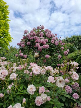 横浜イングリッシュガーデンに投稿された画像（2025/5/9）