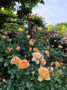 横浜イングリッシュガーデンに投稿された画像（2025/5/9）