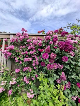 横浜イングリッシュガーデンに投稿された画像（2025/5/9）