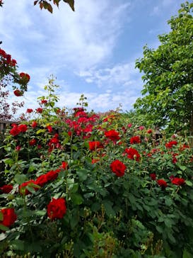 横浜イングリッシュガーデンに投稿された画像（2025/5/9）