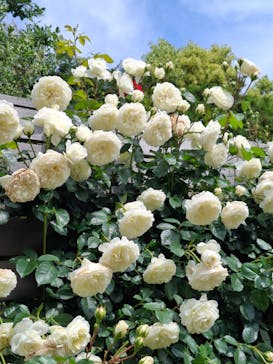 横浜イングリッシュガーデンに投稿された画像（2025/5/9）