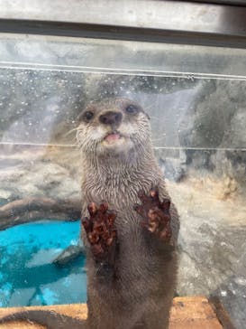 大分マリーンパレス水族館 「うみたまご」に投稿された画像（2025/5/9）