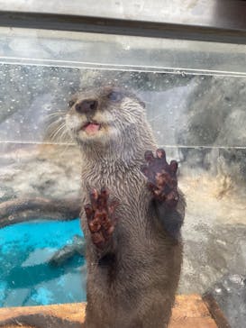 大分マリーンパレス水族館 「うみたまご」に投稿された画像（2025/5/9）