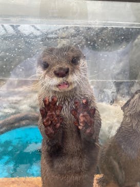 大分マリーンパレス水族館 「うみたまご」に投稿された画像（2025/5/9）