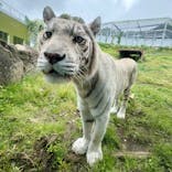 伊豆アニマルキングダムに投稿された画像（2025/5/10）