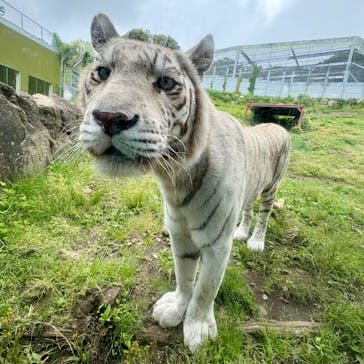 伊豆アニマルキングダムに投稿された画像（2025/5/9）