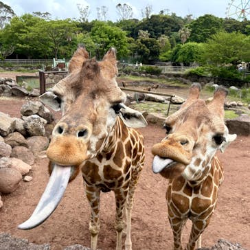 伊豆アニマルキングダムに投稿された画像（2025/5/9）