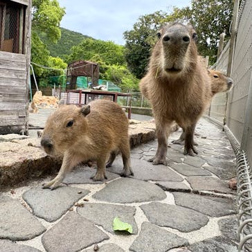 伊豆アニマルキングダムに投稿された画像（2025/5/9）