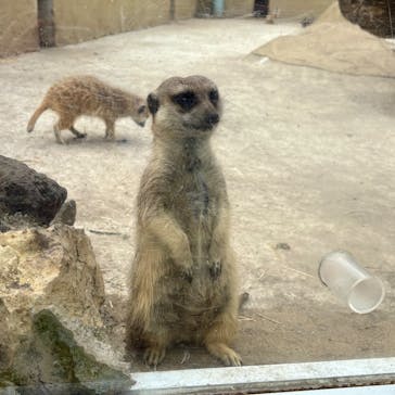 伊豆アニマルキングダムに投稿された画像（2025/5/9）