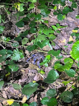 西表島 ADVENTURE PiPi（アドベンチャーピピ）に投稿された画像（2025/5/9）