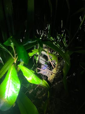 西表島 ADVENTURE PiPi（アドベンチャーピピ）に投稿された画像（2025/5/9）