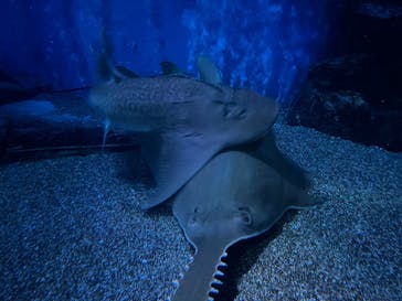 マクセル アクアパーク品川に投稿された画像（2025/5/9）