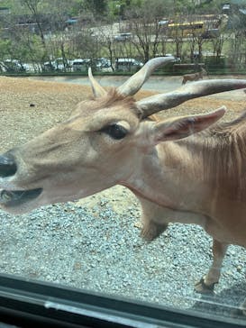 東北サファリパークに投稿された画像（2025/5/9）
