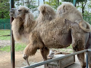 東北サファリパークに投稿された画像（2025/5/9）