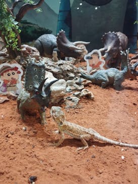 NARA IKIMONO MUSEUMに投稿された画像（2025/5/9）