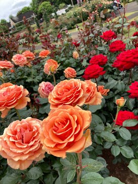 京成バラ園に投稿された画像（2025/5/10）