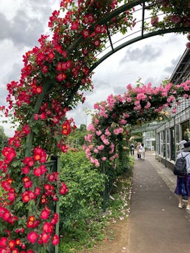 京成バラ園に投稿された画像（2025/5/10）