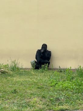 名古屋市東山動植物園に投稿された画像（2025/5/10）