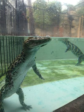 熱川バナナワニ園に投稿された画像（2025/5/10）