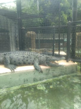 熱川バナナワニ園に投稿された画像（2025/5/10）