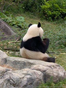 恩賜上野動物園に投稿された画像（2025/5/10）