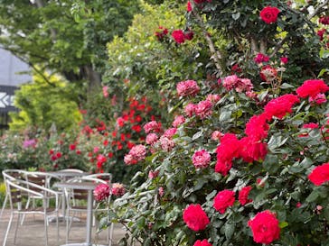 横浜イングリッシュガーデンに投稿された画像（2025/5/10）