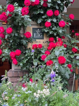 横浜イングリッシュガーデンに投稿された画像（2025/5/10）