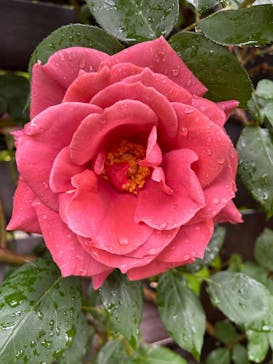 横浜イングリッシュガーデンに投稿された画像（2025/5/10）