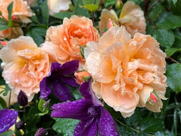 横浜イングリッシュガーデンに投稿された画像（2025/5/10）