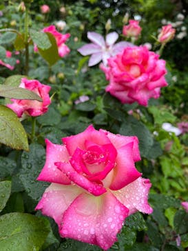 横浜イングリッシュガーデンに投稿された画像（2025/5/10）