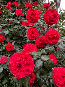 横浜イングリッシュガーデンに投稿された画像（2025/5/10）