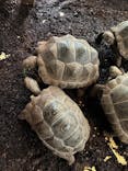 体感型動物園iZooに投稿された画像（2025/5/10）