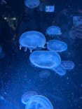 名古屋港水族館に投稿された画像（2025/5/10）