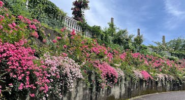 ACAO FORESTに投稿された画像（2025/5/10）