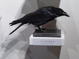 特別展「鳥～ゲノム解析が解き明かす新しい鳥類の系統～」に投稿された画像（2025/5/10）