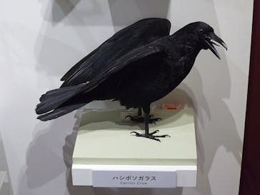特別展「鳥～ゲノム解析が解き明かす新しい鳥類の系統～」に投稿された画像（2025/5/10）