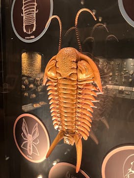 国立科学博物館に投稿された画像（2025/5/10）