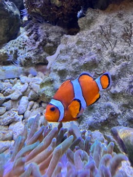 しながわ水族館に投稿された画像（2025/5/10）