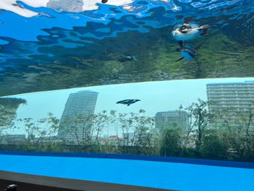 サンシャイン水族館に投稿された画像（2025/5/10）