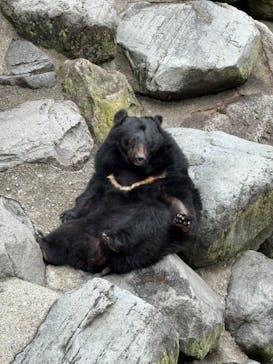 奥飛騨クマ牧場に投稿された画像（2025/5/10）