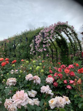 横浜イングリッシュガーデンに投稿された画像（2025/5/10）