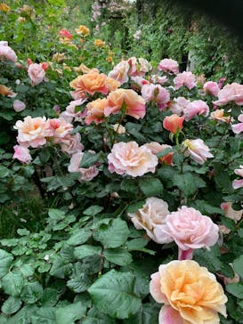 横浜イングリッシュガーデンに投稿された画像（2025/5/10）