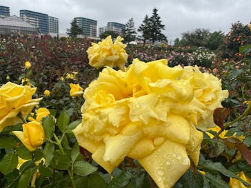 京成バラ園に投稿された画像（2025/5/10）