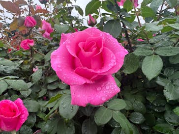 京成バラ園に投稿された画像（2025/5/10）