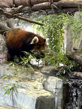 那須どうぶつ王国に投稿された画像（2025/5/10）