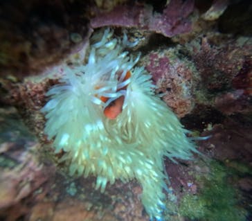 沖縄マリンサービス碧に投稿された画像（2025/5/10）