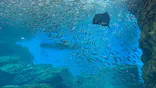 仙台うみの杜水族館に投稿された画像（2025/5/10）